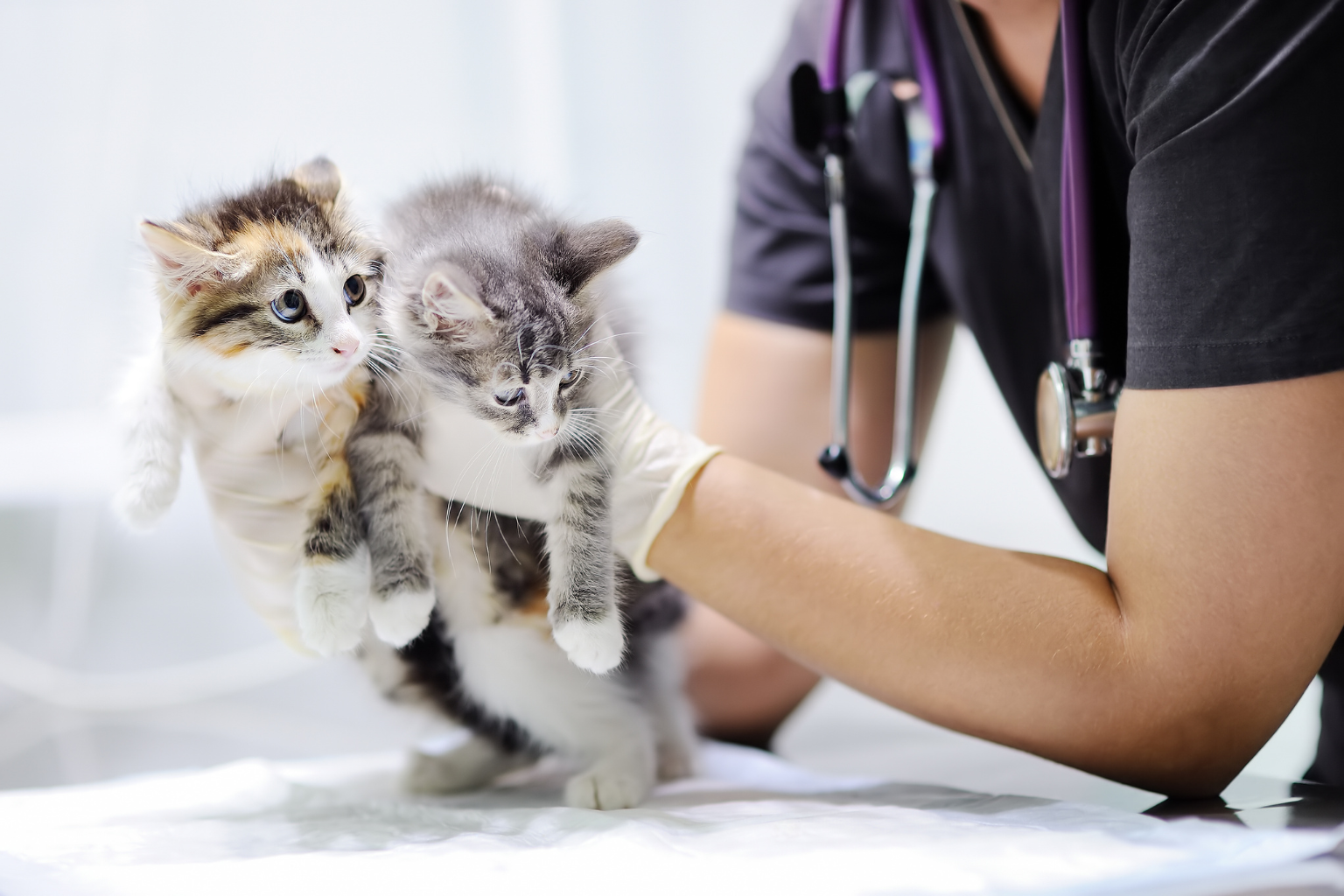 Geen geld voor de dierenarts: wat nu?